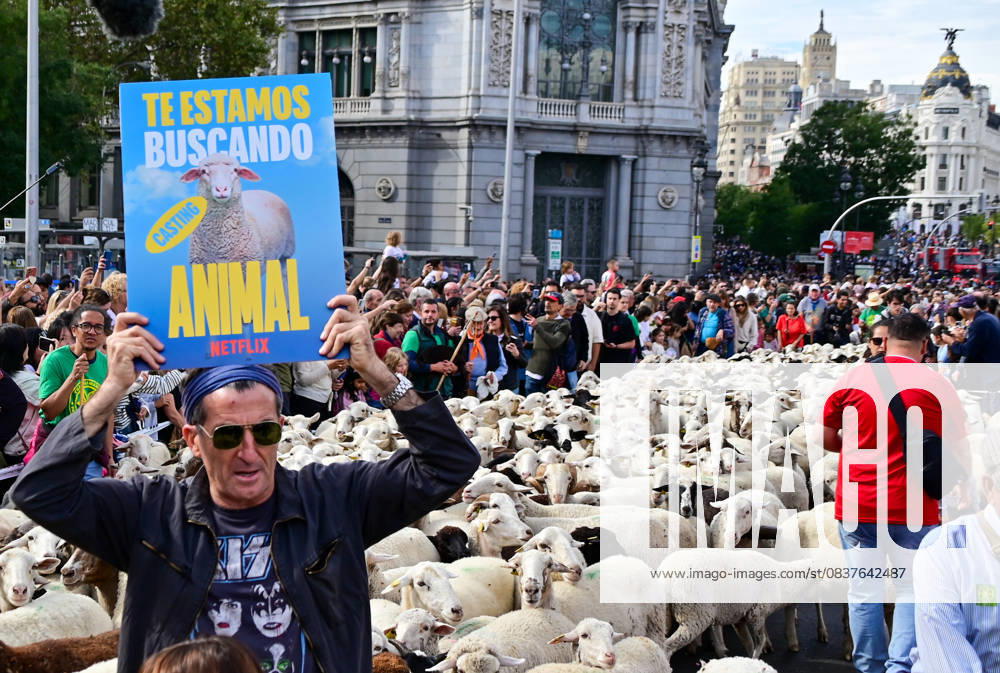 Madrid celebrates the traditional Transhumance Day, when hundreds of sheep and shepherds walk through the historic city center following the ancient droversÃ¢â‚¬â ¢ routes. The event highlights transhumance as both a cultural and environmental heritage, with flocks passing through Puerta del Sol, Plaza de Cibeles, and other emblematic streets, accompanied by shepherds in traditional attire and folk music. Madrid SPAIN - ZUMAz108 20251019_znp_z108_007