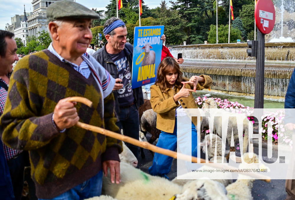 Madrid celebrates the traditional Transhumance Day, when hundreds of sheep and shepherds walk through the historic city center following the ancient droversÃ¢â‚¬â ¢ routes. The event highlights transhumance as both a cultural and environmental heritage, with flocks passing through Puerta del Sol, Plaza de Cibeles, and other emblematic streets, accompanied by shepherds in traditional attire and folk music. Madrid SPAIN - ZUMAz108 20251019_znp_z108_008