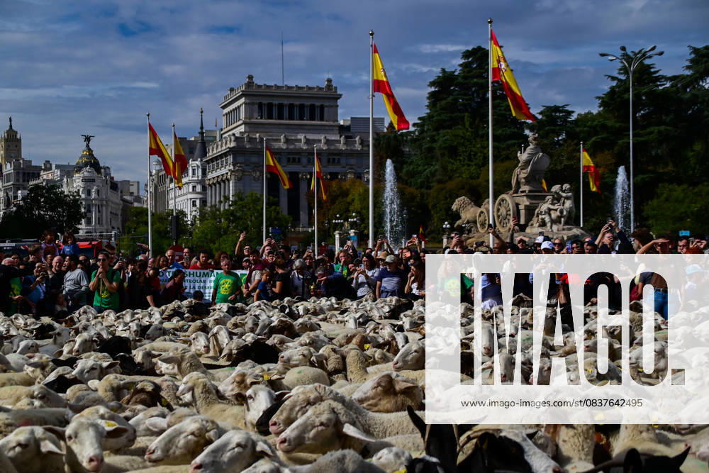 Madrid celebrates the traditional Transhumance Day, when hundreds of sheep and shepherds walk through the historic city center following the ancient droversÃ¢â‚¬â ¢ routes. The event highlights transhumance as both a cultural and environmental heritage, with flocks passing through Puerta del Sol, Plaza de Cibeles, and other emblematic streets, accompanied by shepherds in traditional attire and folk music. Madrid SPAIN - ZUMAz108 20251019_znp_z108_010