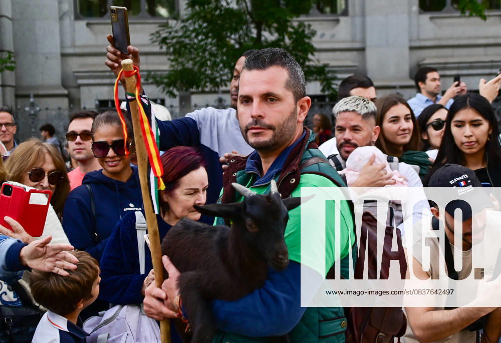 Madrid celebrates the traditional Transhumance Day, when hundreds of sheep and shepherds walk through the historic city center following the ancient droversÃ¢â‚¬â ¢ routes. The event highlights transhumance as both a cultural and environmental heritage, with flocks passing through Puerta del Sol, Plaza de Cibeles, and other emblematic streets, accompanied by shepherds in traditional attire and folk music. Madrid SPAIN - ZUMAz108 20251019_znp_z108_012