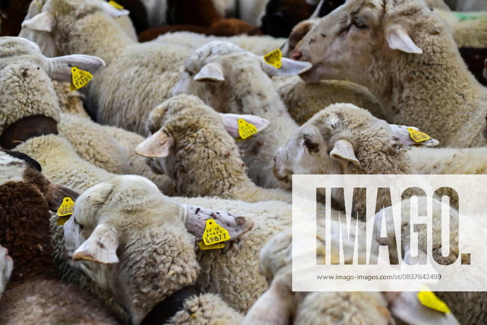 Madrid celebrates the traditional Transhumance Day, when hundreds of sheep and shepherds walk through the historic city center following the ancient droversÃ¢â‚¬â ¢ routes. The event highlights transhumance as both a cultural and environmental heritage, with flocks passing through Puerta del Sol, Plaza de Cibeles, and other emblematic streets, accompanied by shepherds in traditional attire and folk music. Madrid SPAIN - ZUMAz108 20251019_znp_z108_018