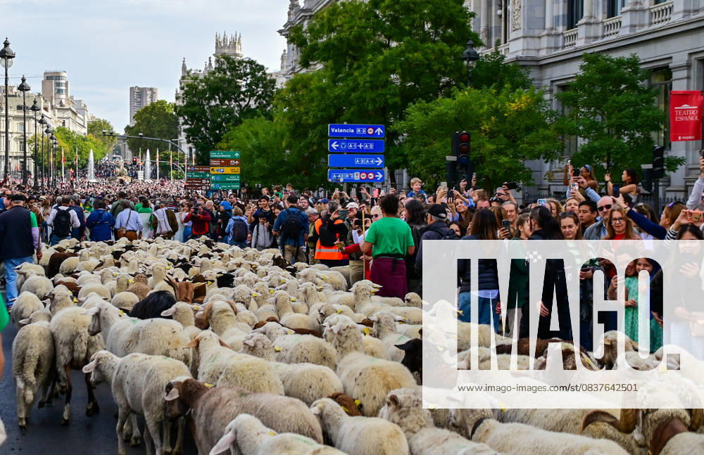 Madrid celebrates the traditional Transhumance Day, when hundreds of sheep and shepherds walk through the historic city center following the ancient droversÃ¢â‚¬â ¢ routes. The event highlights transhumance as both a cultural and environmental heritage, with flocks passing through Puerta del Sol, Plaza de Cibeles, and other emblematic streets, accompanied by shepherds in traditional attire and folk music. Madrid SPAIN - ZUMAz108 20251019_znp_z108_020