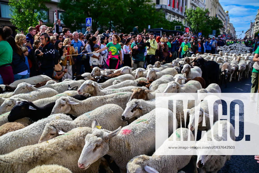 Madrid celebrates the traditional Transhumance Day, when hundreds of sheep and shepherds walk through the historic city center following the ancient droversâ€⠢ routes. The event highlights transhumance as both a cultural and environmental heritage, with flocks passing through Puerta del Sol, Plaza de Cibeles, and other emblematic streets, accompanied by shepherds in traditional attire and folk music. Madrid SPAIN - ZUMAz108 20251019_znp_z108_025