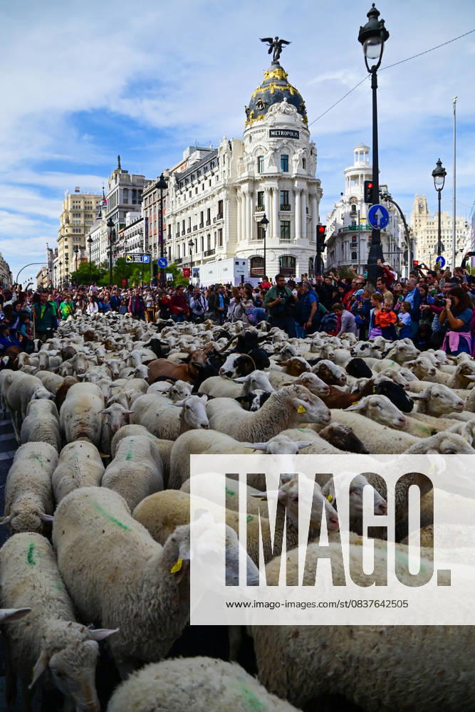 Madrid celebrates the traditional Transhumance Day, when hundreds of sheep and shepherds walk through the historic city center following the ancient droversâ€⠢ routes. The event highlights transhumance as both a cultural and environmental heritage, with flocks passing through Puerta del Sol, Plaza de Cibeles, and other emblematic streets, accompanied by shepherds in traditional attire and folk music. Madrid SPAIN - ZUMAz108 20251019_znp_z108_028