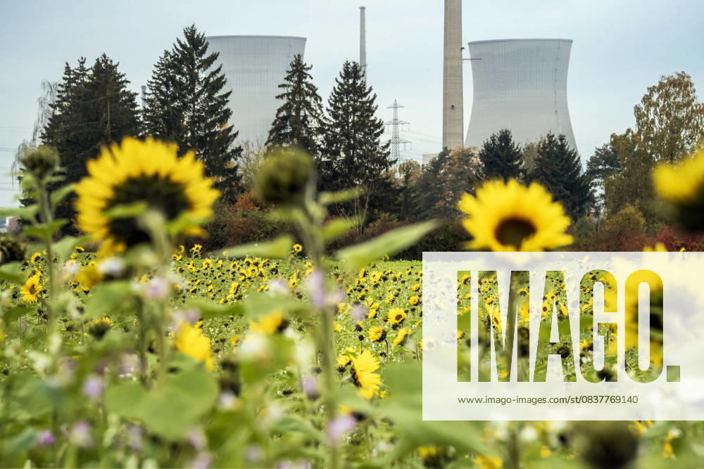 Decommissioned Gundremmingen nuclear power plant, cooling towers will be blown up on Saturday, Sonnenblumenfeld, Gundremmingen, October 20, 2025 Germany, Gundremmingen, October 20, 2025, decommissioned Gundr