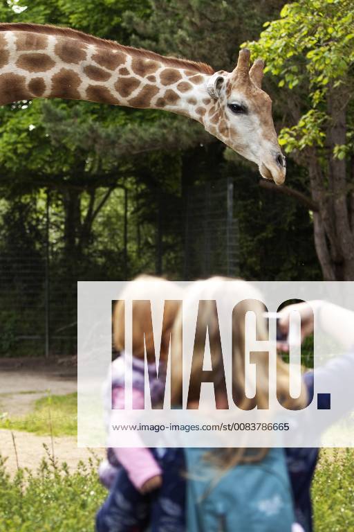 IMAGO Creative: Klimawandel - Umwelterziehung Angolagiraffe, Angola-Giraffe (Giraffa camelopardalis angolensis), Mutter mit Tochter auf dem Arm macht ein Foto von einer Giraffe im Zoo, Deutschland Angolan giraffe, Smoky giraffe (Giraffa camelopardalis angolensis), mother with daughter on the arm taking fotos of a giraffe in a zoo, Germany, North Rhine-Westphalia BLWS484233