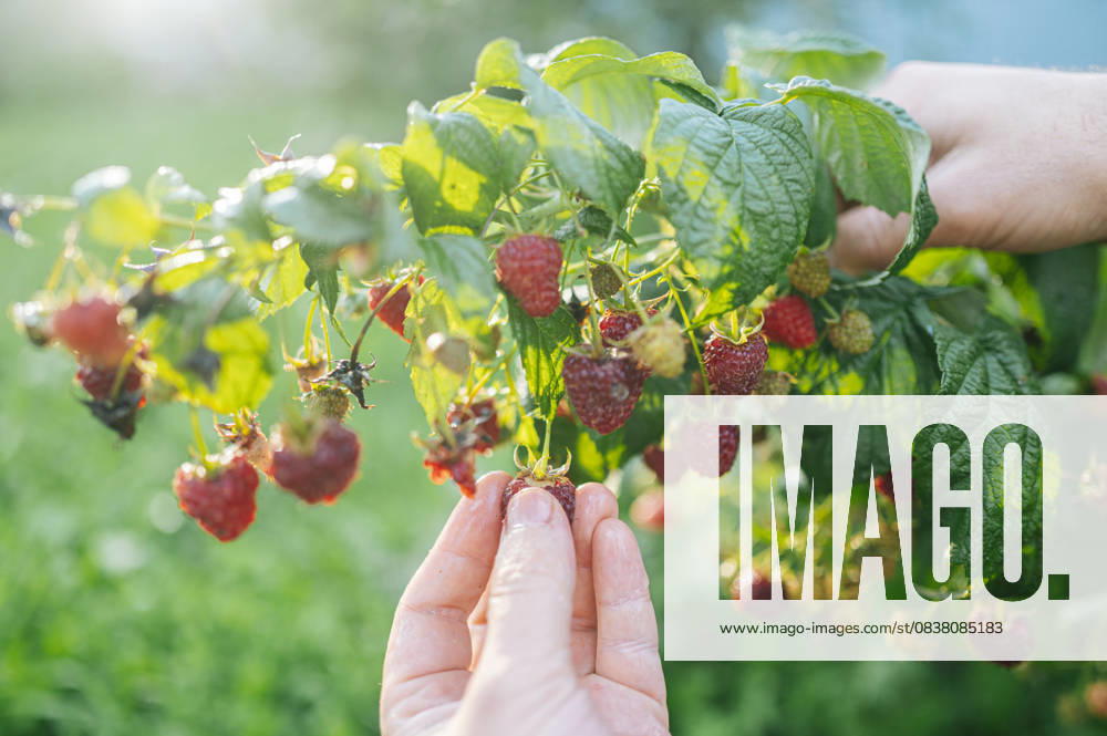 Hand picking ripe raspberries from bush in summer vegetable garden model released, Symbolfoto, ANAF05083