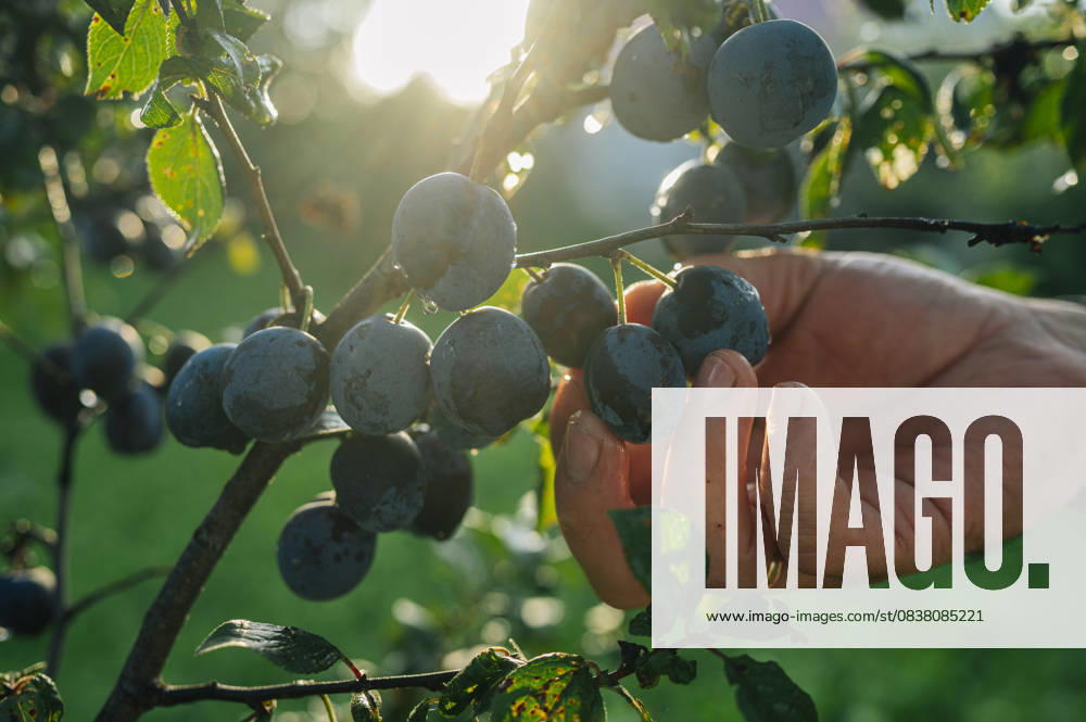 IMAGO Creative, Jahreszeit Sommer, Food, Pflaume Hand harvesting ripe plums from tree in sunlit summer orchard model released, Symbolfoto, ANAF05085