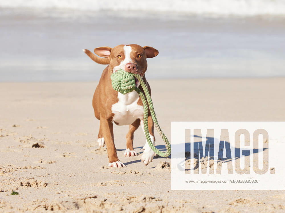 Beach, portrait and dog running with ball for fun exercise, healthy energy or animal playing in nature. Ocean, games and pitbull with outdoor pet training, fitness and wellness with toys in morning Beach, portrait and dog running with ball for fun exercise, healthy energy or animal playing in nature. Ocean, games and pitbull with outdoor pet training, fitness and wellness with toys in morning., property released, , 59668560.jpg RECORD DATE NOT STATED