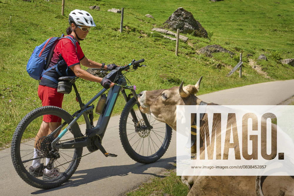 Frau mit Mountainbike trifft auf eine Kuhherde woman with electric mountain bike meeting a herd of curious milk cows in the Rappenalpen ValleyAllgaeu Alps near Oberstdorf, Bavaria, Germany (License=RF) ,model released, Symbolfoto