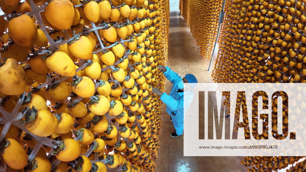 Aerial view of a villager hanging persimmons to make dried persimmons at a processing factory on October 29, 2025 in Xuchang, Henan Province of China.