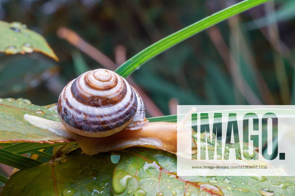 IMAGO Creative, Jahreszeit Sommer, Regen, Sommerregen Eine Gartenschnecke mit gestreiftem Gehäuse, die sich auf einem taufrischen Blatt in einer natürlichen Umgebung ausruht. A garden snail rests on a dewy green leaf, showcasing its striped shell and glistening body, adding a touch of nature s beauty. (License=RF)