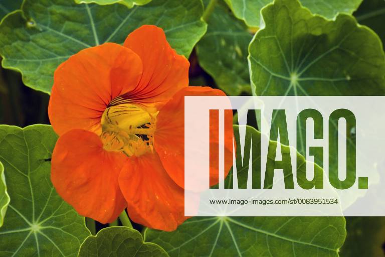 Grosse Kapuzinerkresse, Grosse Kapuziner-Kresse, Kapuzinerkresse, Kapuziner-Kresse (Tropaeolum majus), Bluete Indian cress, common nasturtium, garden nasturtium (Tropaeolum majus), flower BLWS485186