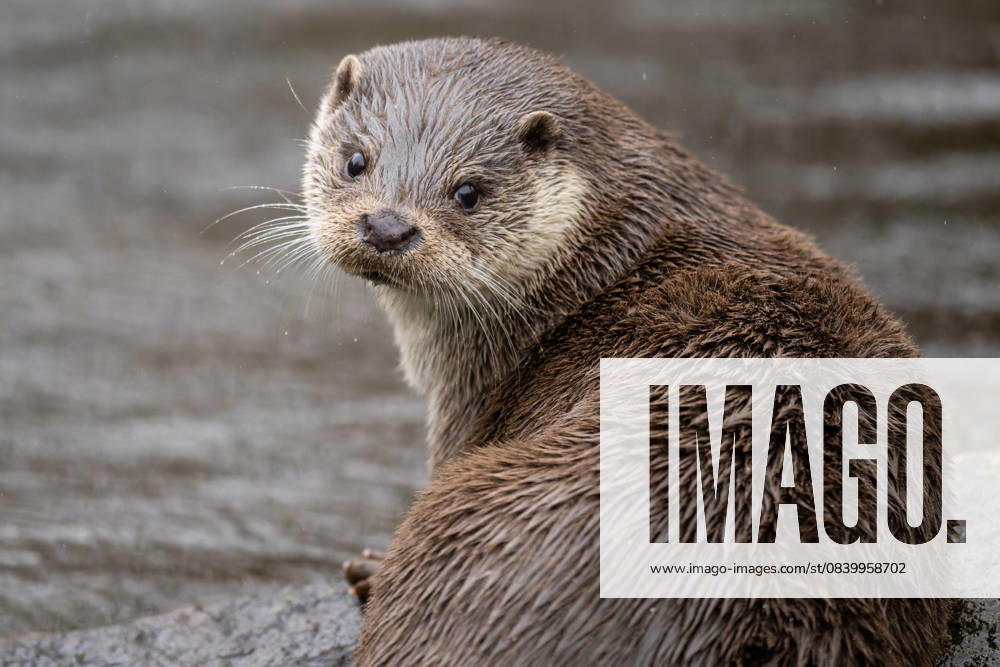 An otter sits on a stone in the Pforzheim Wildlife Park Pforzheim Baden Württemberg Germany