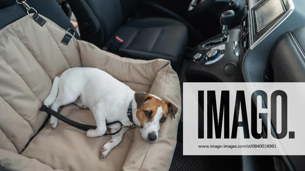 Jack Russell Terrier Dog in a Special Car Seat. Jack Russell Terrier Dog in a Special Car Seat, 98134574.jpg RECORD DATE NOT STATED