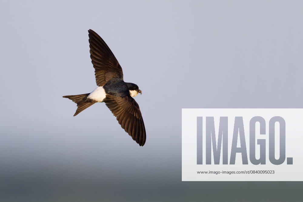 Mehlschwalbe (Delichon urbicum) im Flug, Mecklenburg-Vorpommern, Deutschland