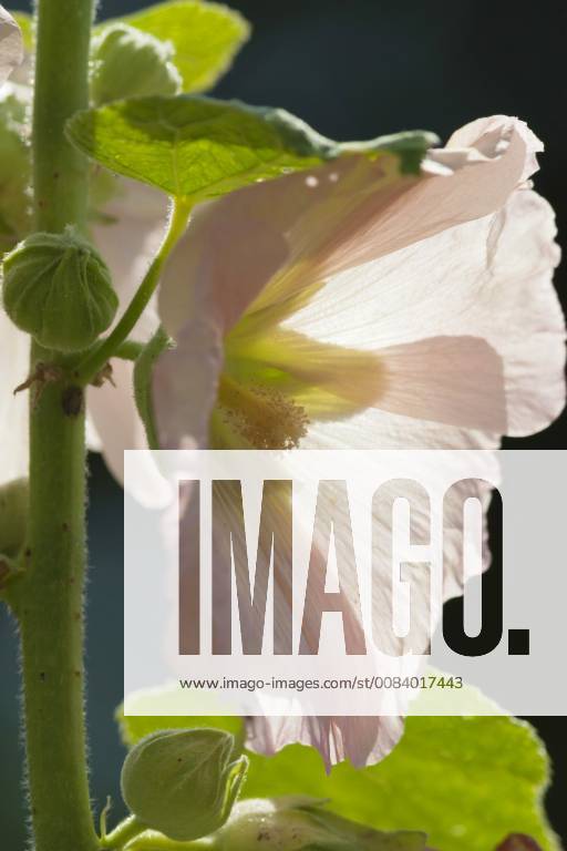 Stockrose, Stock-Rose, Stockmalve, Stock-Malve, Halsrose, Hals-Rose, Brandrose, Brand-Rose (Alcea rosea, Althaea rosea), Bluete im Gegenlicht hollyhock (Alcea rosea, Althaea rosea), flower in backlight BLWS485420