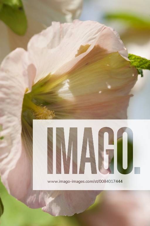 Stockrose, Stock-Rose, Stockmalve, Stock-Malve, Halsrose, Hals-Rose, Brandrose, Brand-Rose (Alcea rosea, Althaea rosea), Bluete im Gegenlicht hollyhock (Alcea rosea, Althaea rosea), flower in backlight BLWS485421
