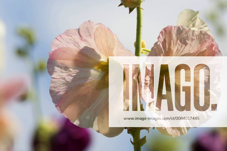 Stockrose, Stock-Rose, Stockmalve, Stock-Malve, Halsrose, Hals-Rose, Brandrose, Brand-Rose (Alcea rosea, Althaea rosea), Blueten im Gegenlicht hollyhock (Alcea rosea, Althaea rosea), flowers in backlight BLWS485422
