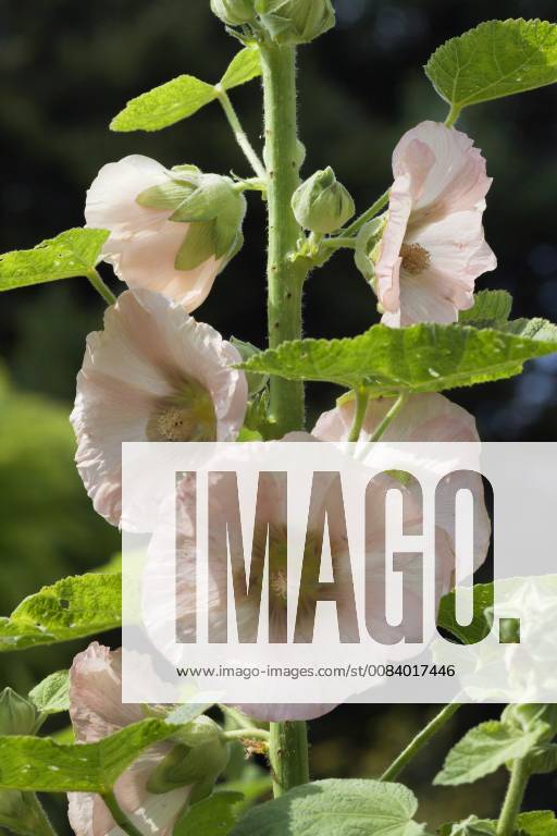 Stockrose, Stock-Rose, Stockmalve, Stock-Malve, Halsrose, Hals-Rose, Brandrose, Brand-Rose (Alcea rosea, Althaea rosea), Bluetenstand hollyhock (Alcea rosea, Althaea rosea), inflorescence BLWS485423