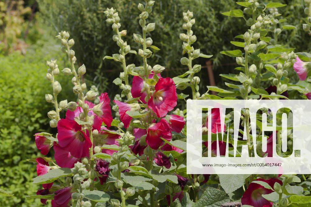 Stockrose, Stock-Rose, Stockmalve, Stock-Malve, Halsrose, Hals-Rose, Brandrose, Brand-Rose (Alcea rosea, Althaea rosea), bluehend hollyhock (Alcea rosea, Althaea rosea), blooming BLWS485424