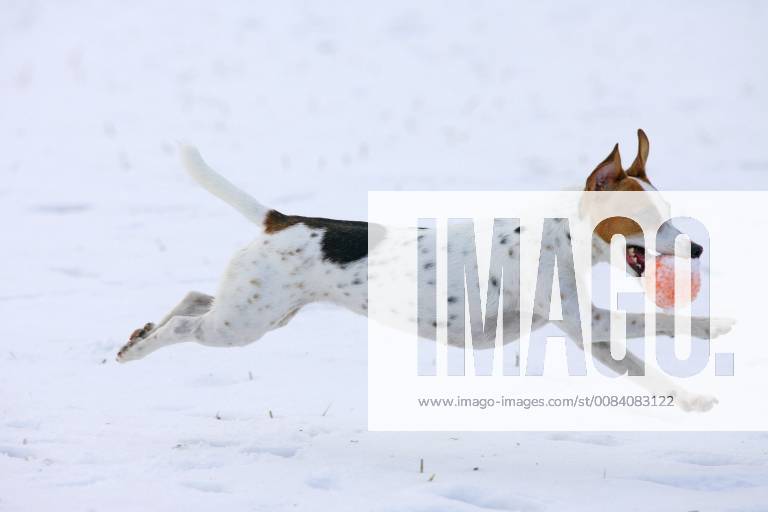 Jack Russell Terrier (Canis lupus f. familiaris), spielt im Schnee mit einem Ball in der Schnauze, Deutschland Jack Russell Terrier (Canis lupus f. familiaris), playing in snow with a ball in the mouth, Germany BLWS485620