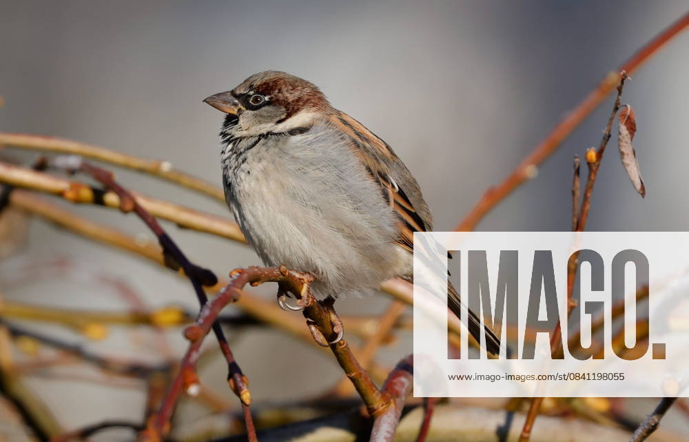 Berlin, Spandau, House Sparrow Passer domesticus
