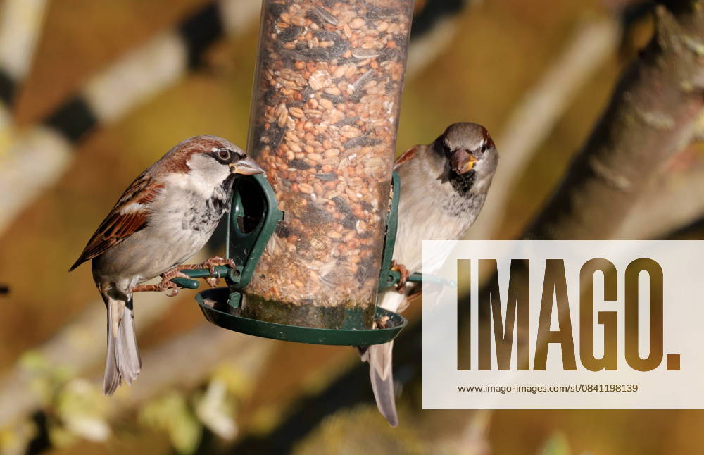 Berlin, Spandau, House Sparrow Passer domesticus