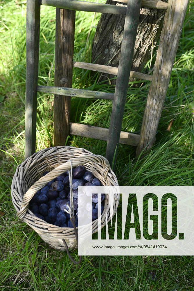 IMAGO Creative, Jahreszeit Sommer, Food, Pflaume Basket of plums and wooden ladder in autumn garden during harvest, Hamburg Hamburg Deutschland Altes Land GISF01280