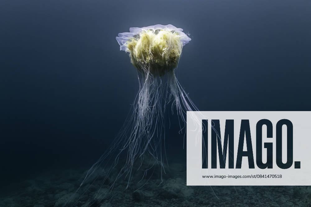 The Majestic Drift of a Deep-Sea Jelly Norway, Troms, Jøkelfjord CR_JFZH251119-1889196-01