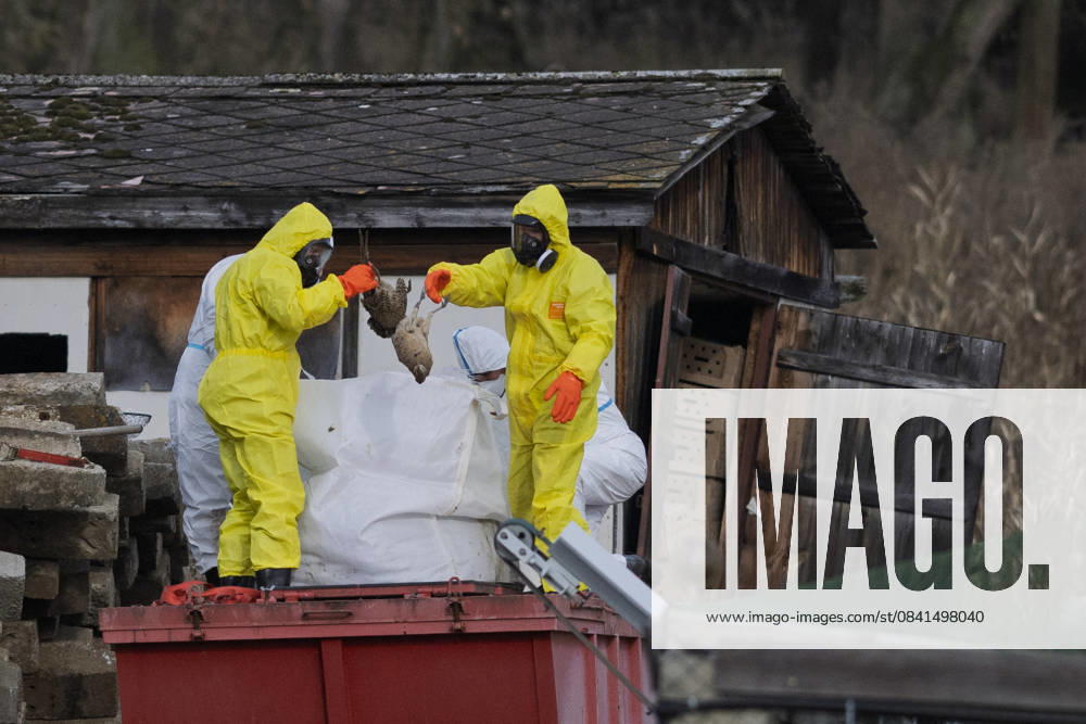 At a pheasant farm Bazantnice Radany, near Protivin, southern Bohemia, where the eighth outbreak in Czechia was confirmed this year, started culling of a 10,000-head pheasant flock on November 24, 2025. (CTKxPhoto VaclavxPancer) CTKPhotoP2025112403120 CTKPhotoP2025112403120