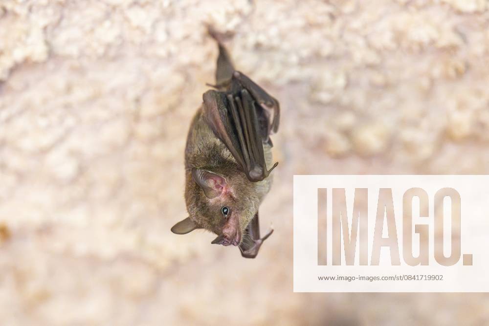 Kleine Mausohrmyotis (Myotis blythii) Fledermaus hängt an einer Wand, Bayern, Deutschland Lesser mouse-eared myotis (Myotis blythii) bat hanging on a wall, Bavaria, Germany