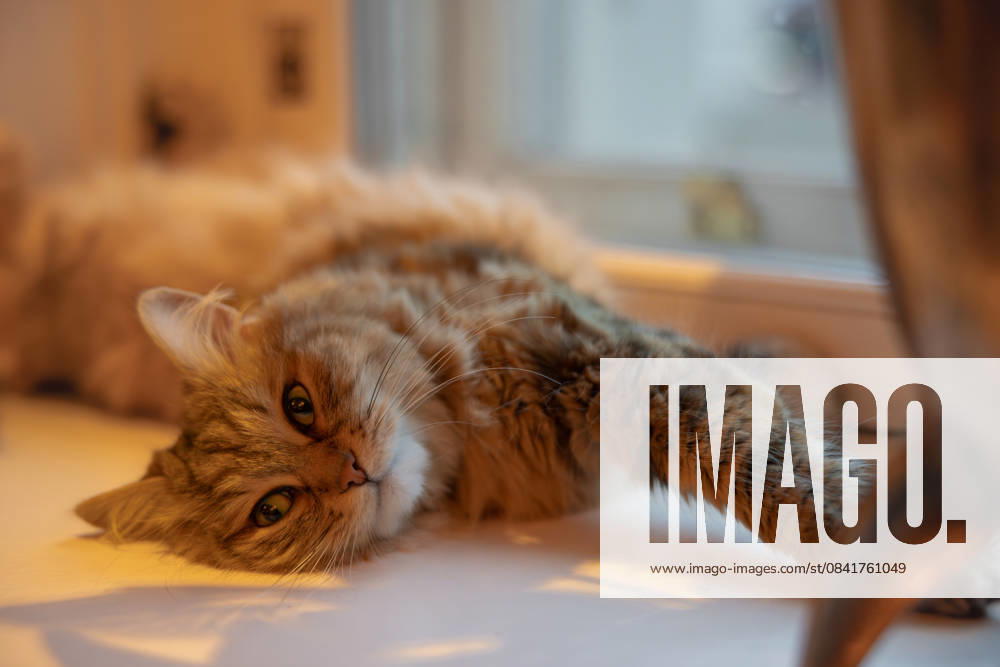 Lilibet the cat at the Lanesborough hotel in Knightsbridge 13.11.2025. Lilibet is a Siberian forest cat named after the late Queen. Since she padded into the Lanesborough hotel in Knightsbridge in 2019, she’s been waited on by a cat committee and endlessly pampered in her palace .