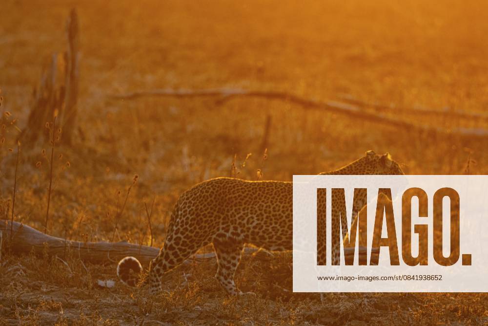 Leopard (Panthera pardus) Weibchen bei Sonnenuntergang Sambia Leopard (Panthera pardus) femal at sunset Zambia