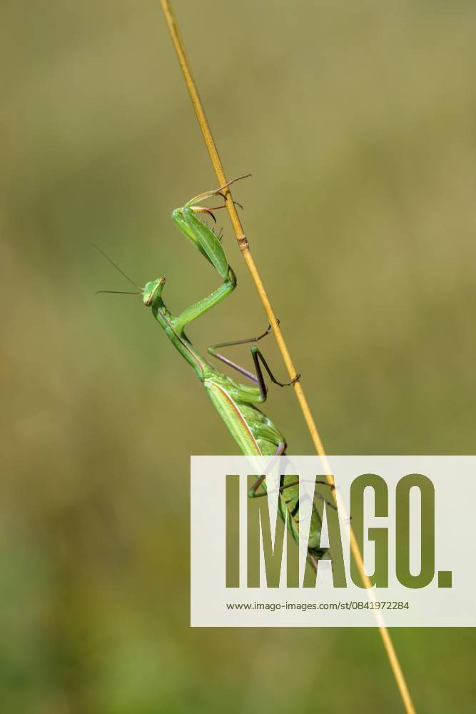 Grüne Gottesanbeterin (Mantis religiosa) klettert vertikal auf Stängel, Bad Frankenhausen, Thüringen, Deutschland Green praying mantis (Mantis religiosa) climbing vertically on stems, Bad Frankenhausen, Thuringia, Germany