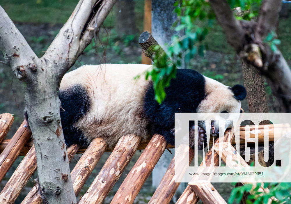 (251222) -- CHONGQING, Dec. 22, 2025 -- A giant panda rests at Chongqing zoo in southwest China s Chongqing Municipality, Dec. 22, 2025. On Monday, the lower part of the giant panda house at Chongqing zoo completed its renovation and welcomed giant pandas to move in. ) CHINA-CHONGQING-GIANT PANDA-ZOO-RENOVATION(CN) TangxYi