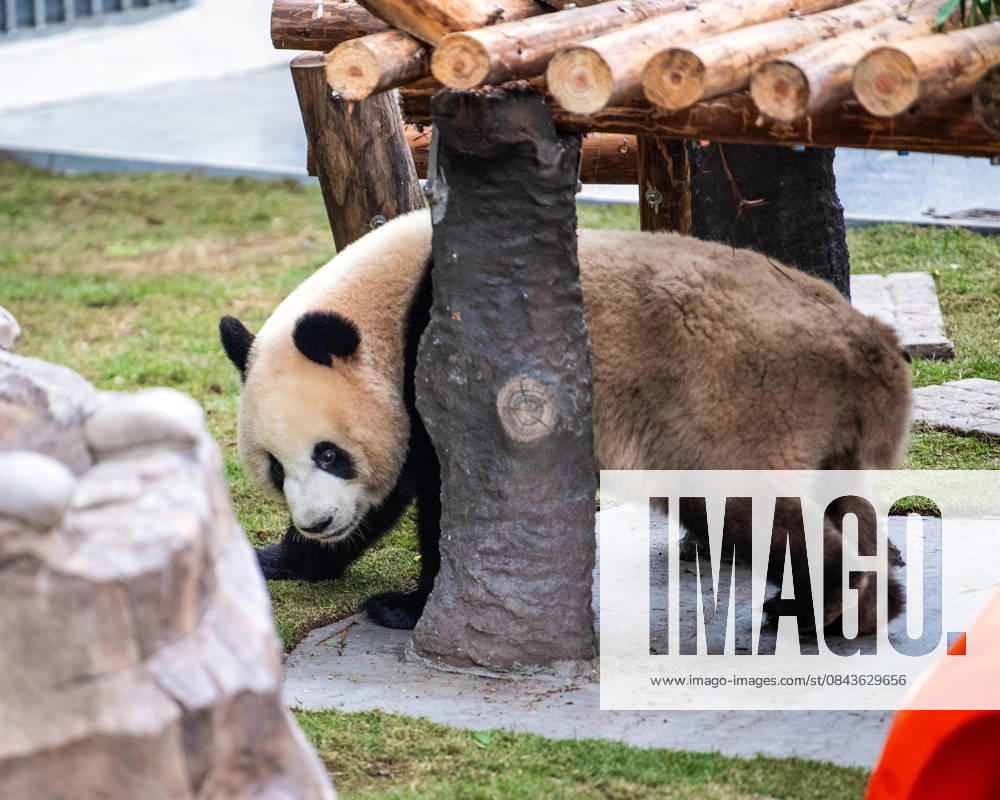 (251222) -- CHONGQING, Dec. 22, 2025 -- A giant panda is seen at Chongqing zoo in southwest China s Chongqing Municipality, Dec. 22, 2025. On Monday, the lower part of the giant panda house at Chongqing zoo completed its renovation and welcomed giant pandas to move in. ) CHINA-CHONGQING-GIANT PANDA-ZOO-RENOVATION(CN) TangxYi
