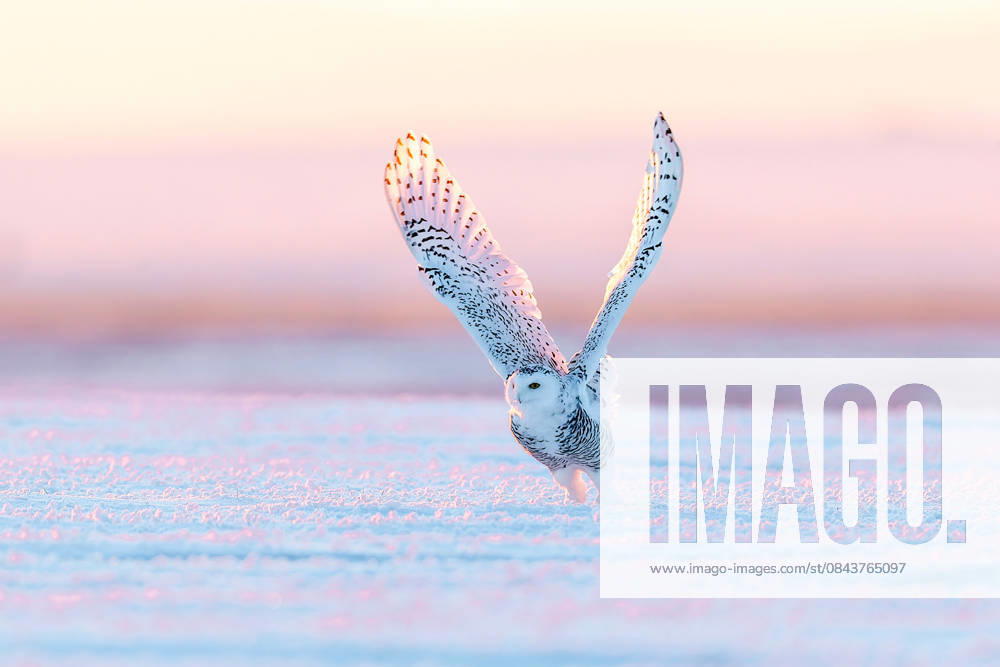 A snowy owl glides over the snow-blanketed grasslands at Hadatu Ranch amid freezing temperatures of around minus 30 degrees Celcius on December 22, 2025 in Hulunbuir, Inner Mongolia of China.