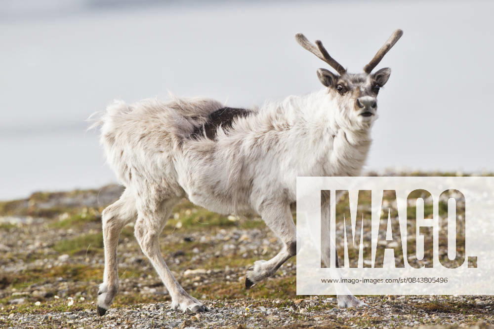 Reindeer with antlers in natural habitat, Svalbard Norway, FOF003720