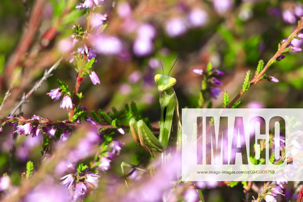 Praying mantis camouflaged among pink heather flowers in Germany, JTF02634