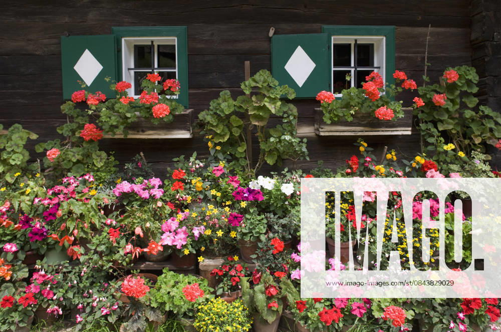 Colorful geranium flowers in window boxes on a traditional wooden farmhouse in Austria, WWF001330