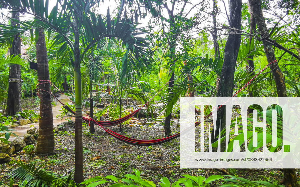 Yaxmuul and Yaxmulito Cenote park hammocks in tropical jungle Mexico. Yaxmuul and Yaxmulito Cenote park hammock hammocks in tropical jungle in Tulum Quintana Roo Mexico., 64765600.jpg RECORD DATE NOT STATED