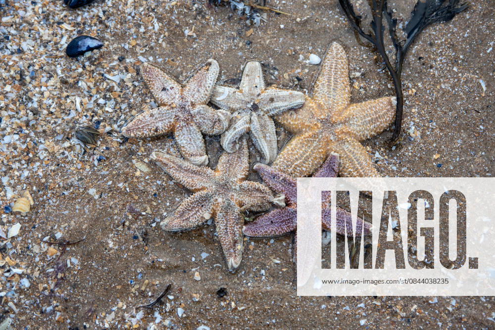 Mass starfish washed up on Margate Beach in Margate, UK - 27 Dec 2025 Five sea stars lie on the seashore after the storm. The very recent storm washed up hundreds of thousands of starfish, oysters and crabs on the Margate beach and the seafront. Starfish stranding is a natural occurrence that happen every year. Large stranding often occur after stormy weather when water currents become stronger and wash the starfish and other marine animals to the shore. Margate United Kingdom