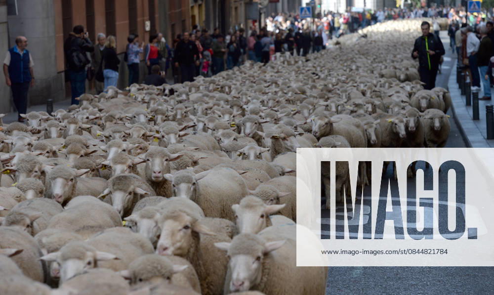 Transhumance Festival in Madrid MADRID, SPAIN - NOVEMBER 2: Two thousand sheep are mustered through the city center to mark the seasonal migration of people with their livestock to south for their winter grazing and and to commemorate ancient paths of migration during Fiesta de la Transhumancia (Transhumance Festival) in Madrid, Spain on November 2, 2014. Madrid Spain. Editorial use only. Please get in touch for any other usage.