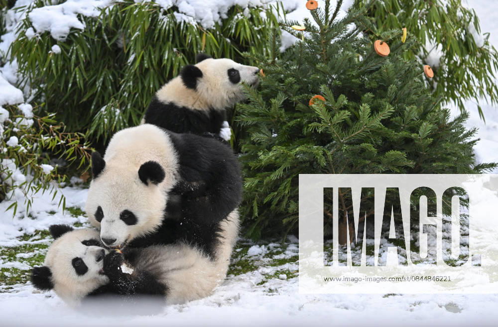 Berlin Zoo residents feast on Christmas trees BERLIN, GERMANY - JANUARY 5: Pandas of the Zoologischer Garten Zoo enjoy a festive feast with leftover Christmas trees, as zoo staff offered unsold trees from the holiday season to several animals in Berlin, Germany on January 5, 2026. Halil Sagirkaya Anadolu Berlin Germany. Editorial use only. Please get in touch for any other usage.