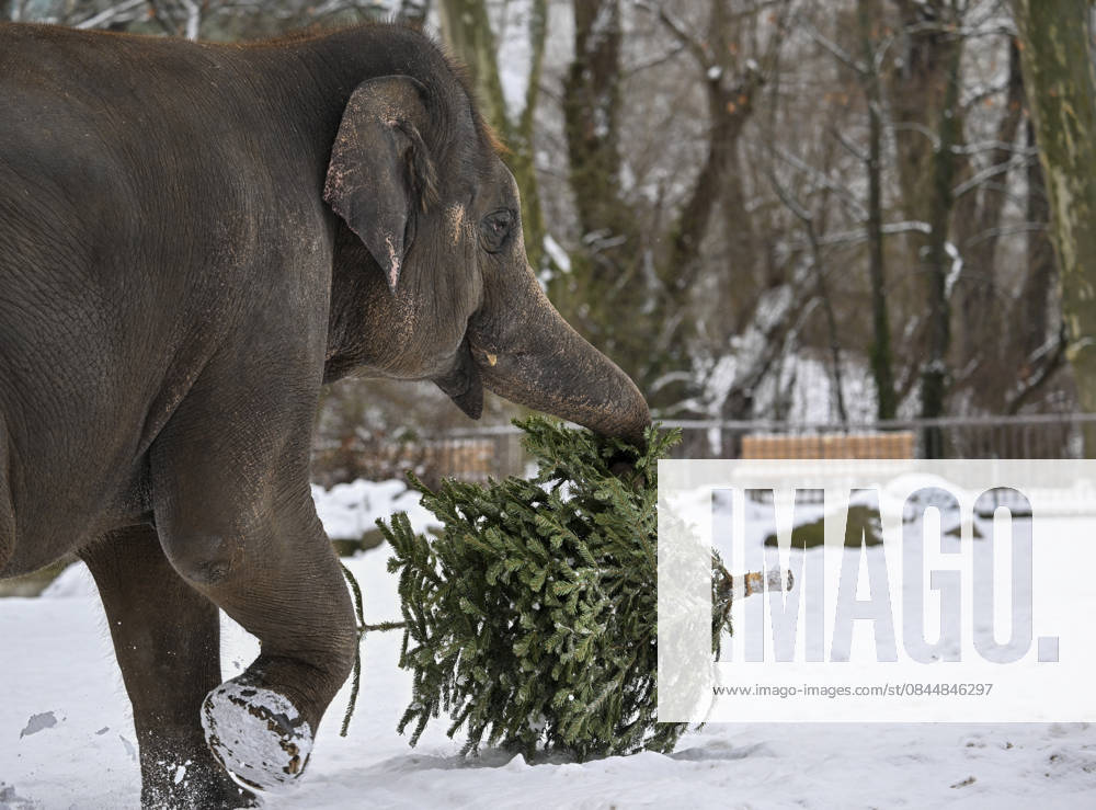 Berlin Zoo residents feast on Christmas trees BERLIN, GERMANY - JANUARY 5: Elephants of the Zoologischer Garten Zoo enjoy a festive feast with leftover Christmas trees, as zoo staff offered unsold trees from the holiday season to several animals in Berlin, Germany on January 5, 2026. Halil Sagirkaya Anadolu Berlin Germany. Editorial use only. Please get in touch for any other usage.
