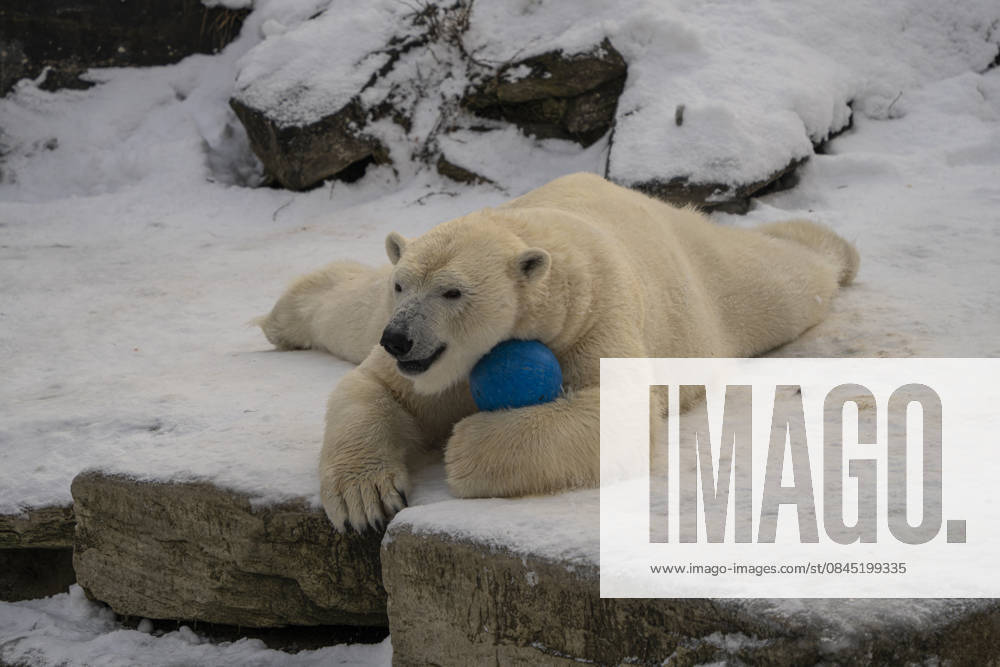 The polar bears Ursus maritimus at Tierpark Berlin Friedrichsfelde are clearly feeling at home in temperatures of around minus ten degrees Celsius
