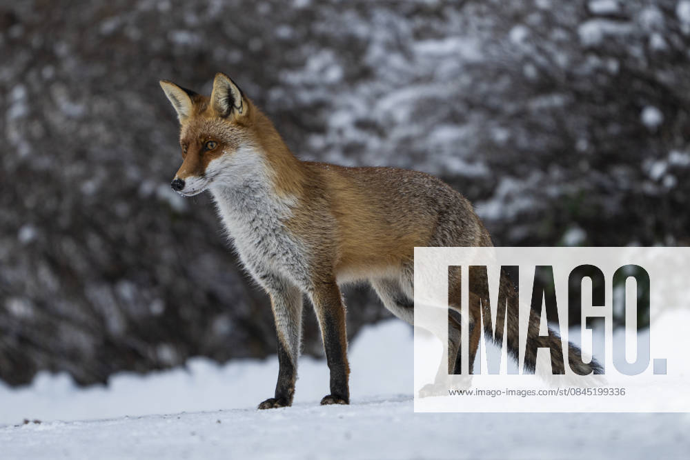 A red fox Vulpes vulpes Berlin Friedrichsfelde