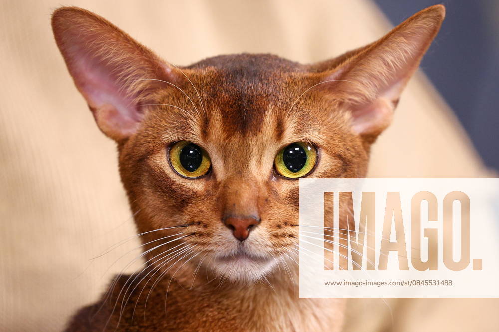 RUSSIA, MOSCOW - JANUARY 14, 2026: Darlen Fleur Dalmore Black, an Abyssinian named the 2025 Best Cat by the World Cat Federation and topping the list of more than 1,500 contenders, accompanies his owner Darya Gruzinova during an interview with TASS Russian News Agency. Sergei Bulkin TASS 87320552