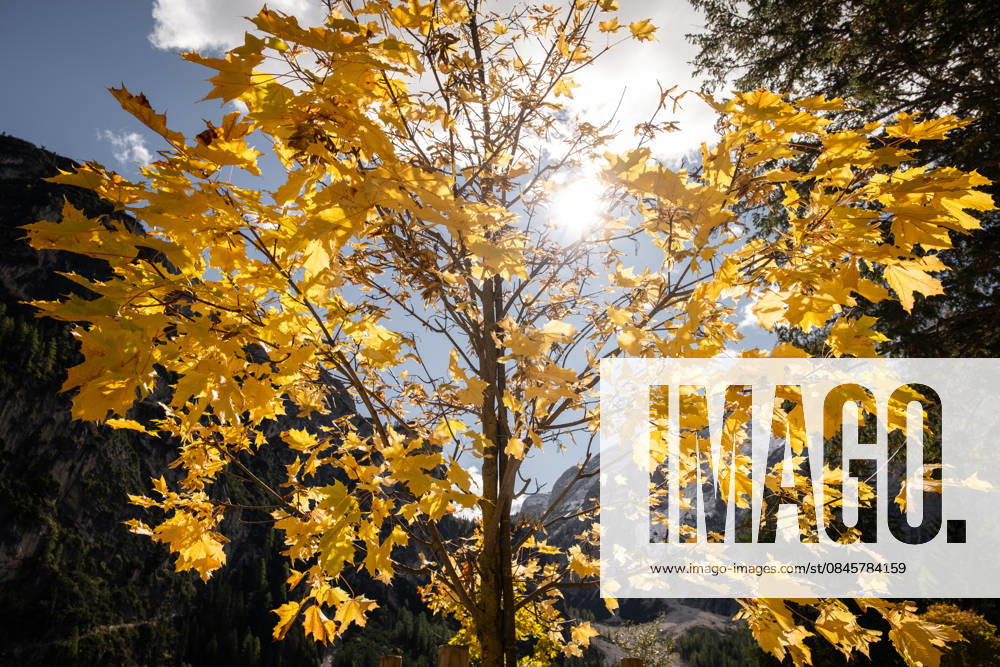 Majestic maple tree in autumn sunlight A vibrant maple tree displaying stunning yellow leaves in autumn. The sun peeks through the branches, creating a picturesque scene with a mountain backdrop. Model Released JuanmiMoya_ID32521_1107977_001